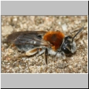 Andrena haemorrhoa - Sandbiene w10a.jpg